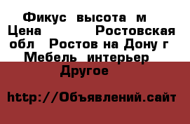 Фикус, высота 1м. › Цена ­ 3 000 - Ростовская обл., Ростов-на-Дону г. Мебель, интерьер » Другое   